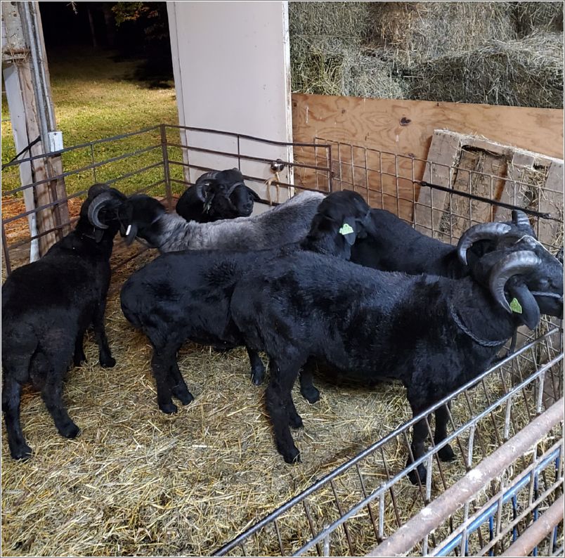 Ram lambs ready and waiting to be exported to Ontario, Canada. Photo: Letty Klein.